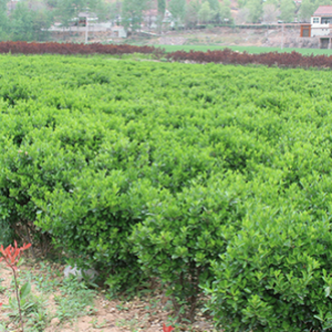 ?？诠嗄痉N植基地_海南大型灌木苗圃