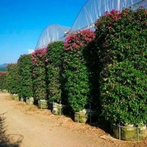 海南造型植物苗圃，綠化造型苗木基地