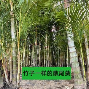 ?？谏⑽部鸰?？趦?yōu)質(zhì)散尾葵批發(fā)-海南冠平綠籬苗木基地   