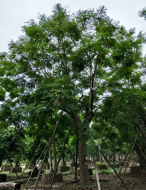 海南海口喬木種植基地(圖4)