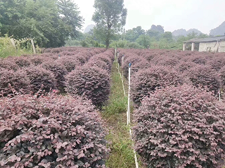 ?？诰G化苗木基地_紅花繼木球(圖2)