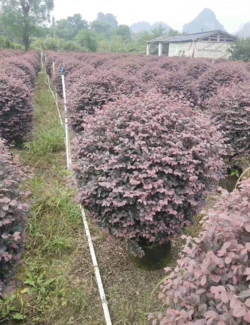 海口綠化苗木基地_紅花繼木球(圖3)