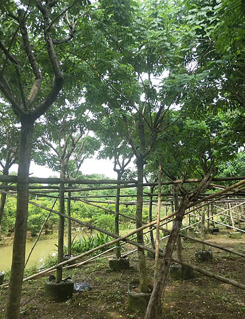 海南?？趩棠痉N植基地(圖8)