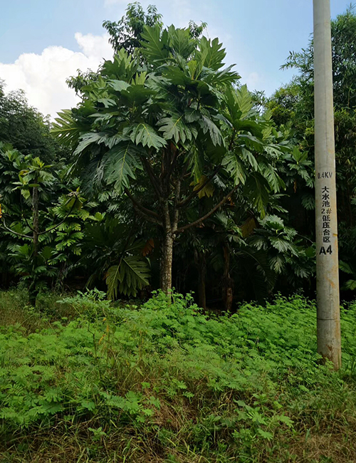 海南?？趩棠痉N植基地(圖6)