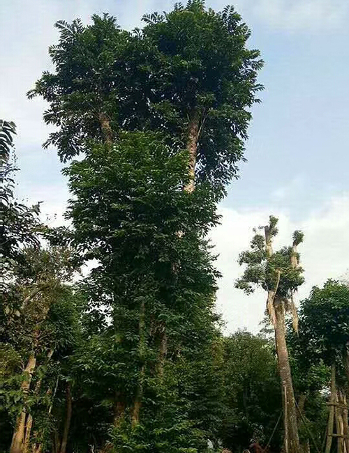 ?？诰G化苗木苗圃_海南鐵冬青報(bào)價(jià) (圖4)