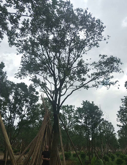 海南苗圃_海南園林綠化苗木烏桕(圖6)