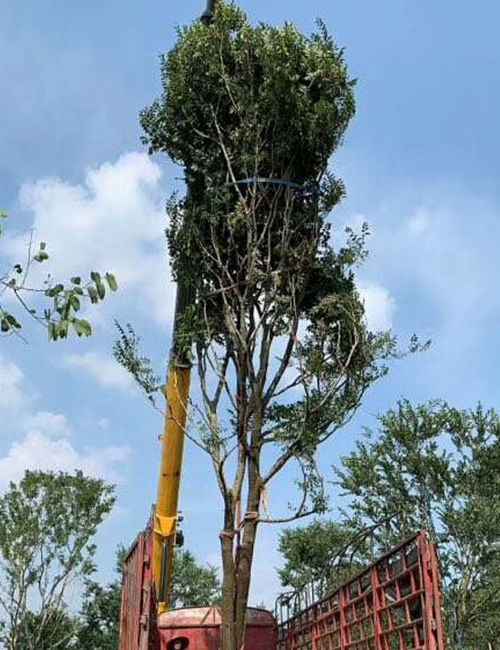 海南?？趩棠痉N植基地(圖5)