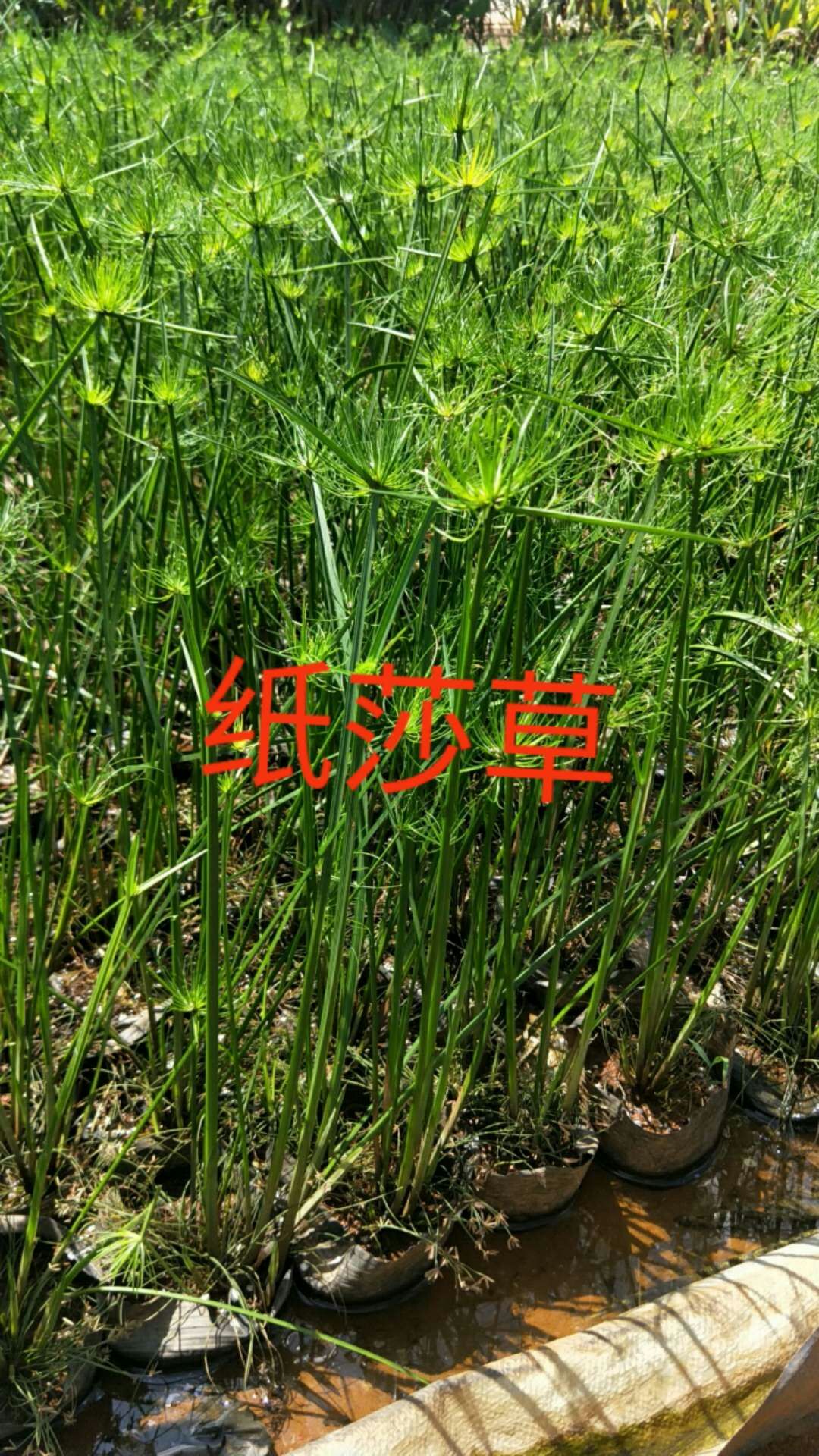 海南水生植物苗圃—水生植物-紙莎草(圖2)