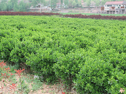 ?？诠嗄痉N植基地_海南大型灌木苗圃(圖2)