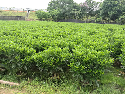 海口灌木種植基地_海南大型灌木苗圃(圖3)