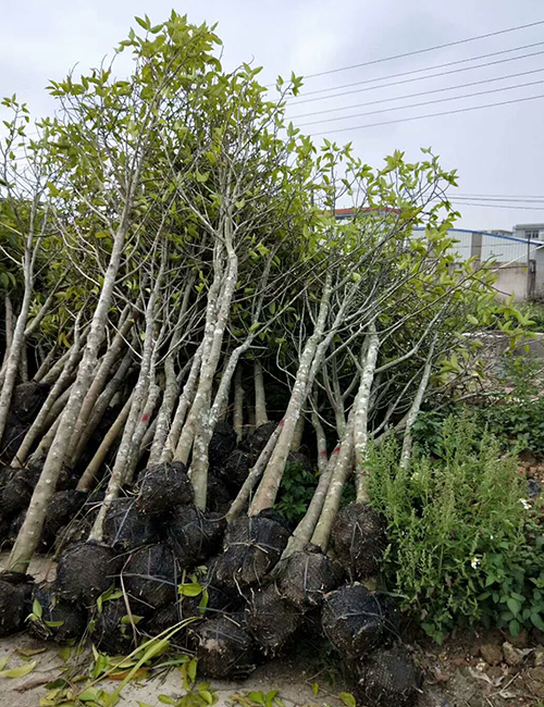 海南海口喬木種植基地(圖7)