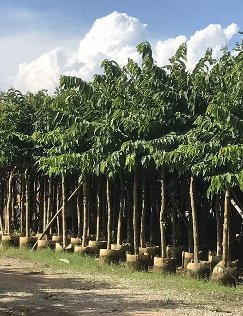 海南綠化工程苗木_小喬木（灌木）-大葉紫薇(圖4)