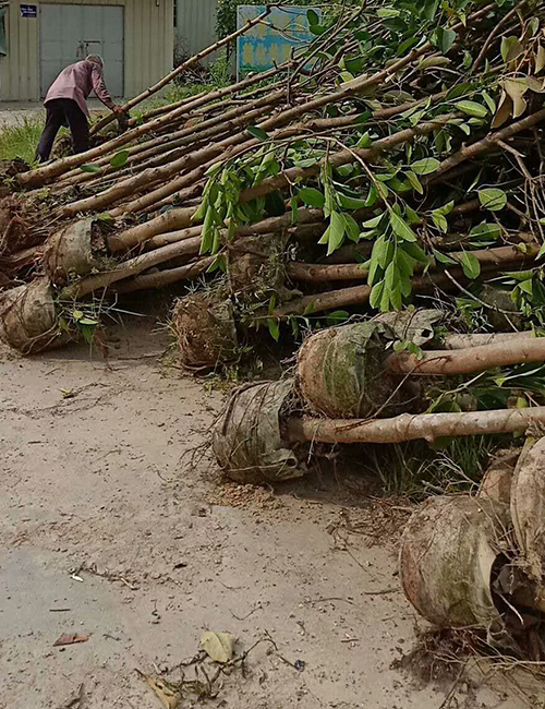 海南常用園林綠化工程苗木_高山榕(圖3)