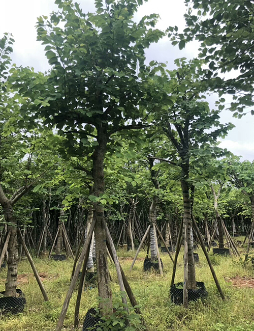 海南常用園林綠化工程苗木_喬木宮粉紫荊(圖1)