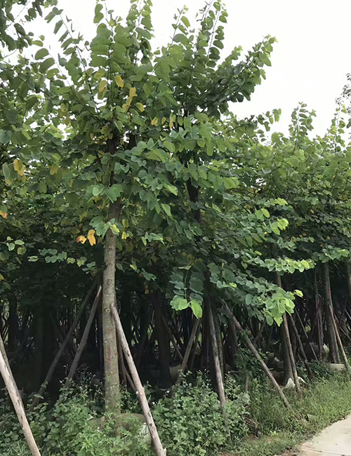 海口苗木基地_紅花紫荊(圖2)