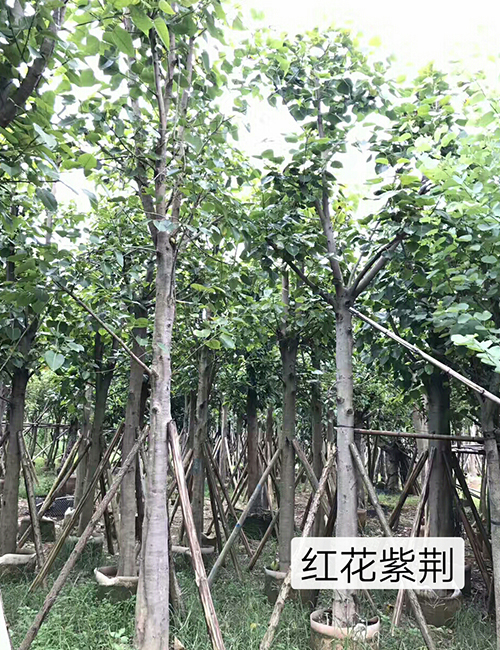 ?？诿缒净豞紅花紫荊(圖5)