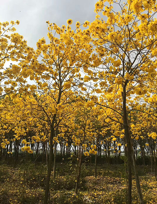 ?？诰G化苗木基地_海南黃花風(fēng)鈴木(圖2)