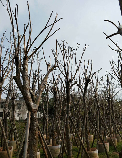 ?？诰G化苗木基地_海南黃花風(fēng)鈴木(圖4)