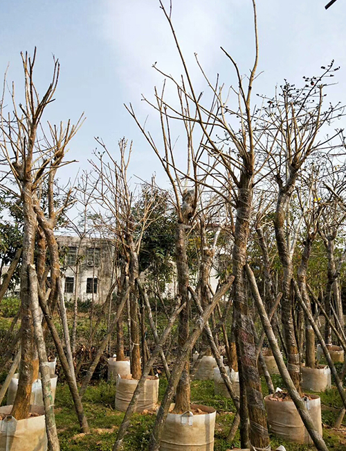 海口綠化苗木基地_海南黃花風(fēng)鈴木(圖7)