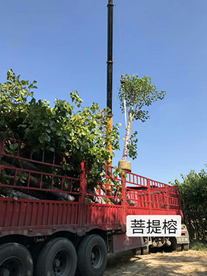 ?？诰G化苗木基地_批發(fā)海南菩提榕(圖9)