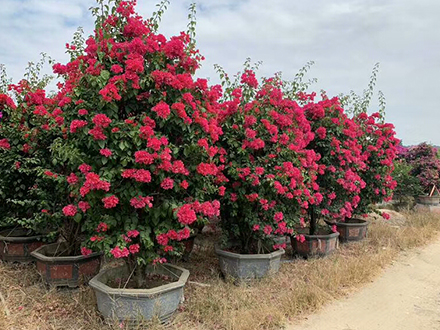 海南造型植物苗圃，大型園林綠化造型種植基地(圖1)