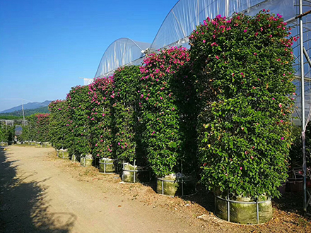 海南造型植物苗圃，大型園林綠化造型種植基地(圖5)