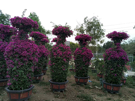 海南造型植物苗圃，大型園林綠化造型種植基地(圖4)