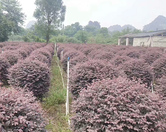 海南冠平苗木_?？趫@林綠化苗木種植基地(圖1)